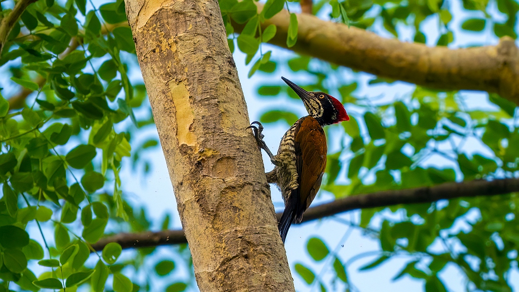 Greater Flameback